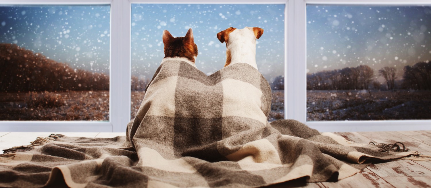 Cat and Dog Looking out Window Cat and Dog Looking out Window