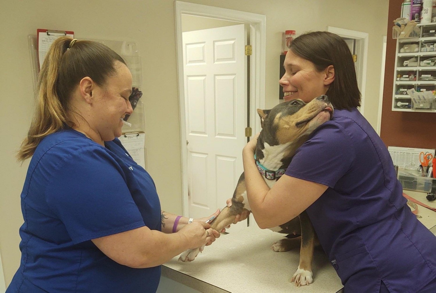Staff Examining a Dog Staff Examining a Dog